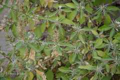 Barleria prionitis subsp. pubiflora